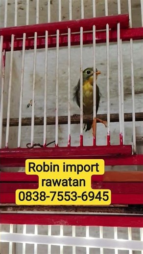 PROMO ROBIN IMPORT TREATMENT