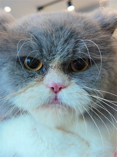 Thomas has the ultimate grumpy face 😹