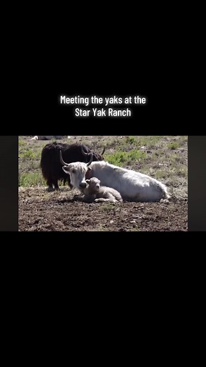 Meeting the Yaks at Star Yak Ranch: An Exciting Encounter