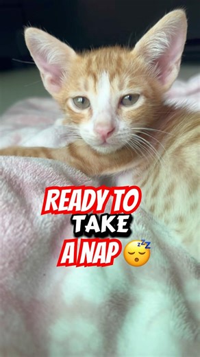 Send this to someone who loves to take a nap ￼#cat