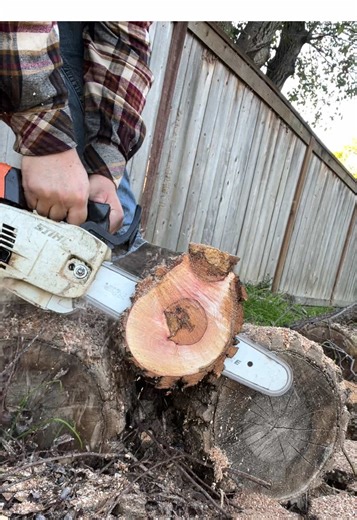 Last Round Of Test Cuts On A Smaller Cottonwood Log Post Wire Harness Replacement 🪵 #stihl #ms201tc #chainsaw #repair #restoration