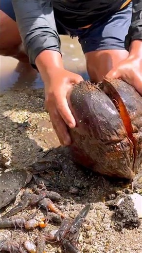 Stop Throwing Away Old Coconuts! Use Them to Catch This... #fishing #shorts