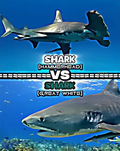 Shark (Hammerhead) VS Shark (Great white)