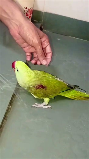 Pani nahi lagta dhanda Mithu ko #funny #comedy #parrottalking #talkingparrot #shorts #video #trend