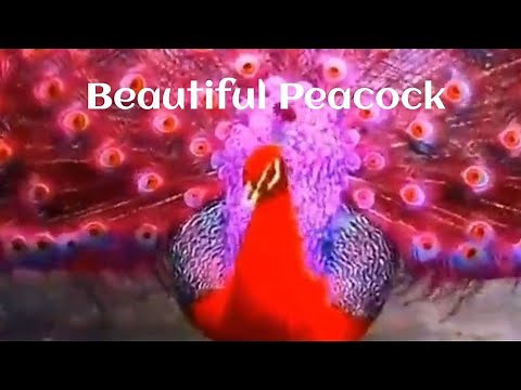 The Secret World of Peacocks: Unveiling their Rainbow Feathers, Stunning Colors,Dance and Sounds