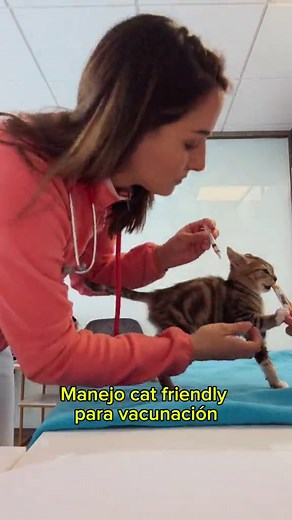 Protocolo de vacunación en gatos: todo lo que necesitas saber