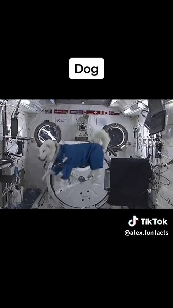 Animals Reacting To Zero Gravity: Frog Dog's Space Adventure