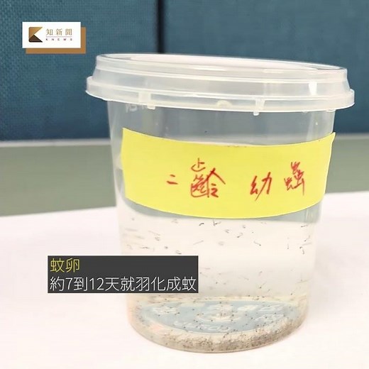 疾管署揭秘2萬蚊子大軍 破解抗藥性 登革熱防治新挑戰 #疾管署 #蚊子 #登革熱