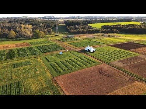 For certainty through science®, sow DLF Seeds today.