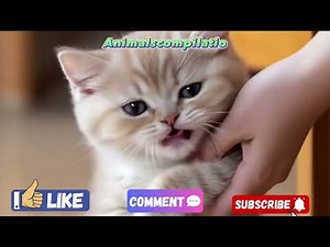 Funny Cats Compilation (Most Popular)