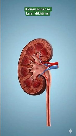 Inside the Human Kidney | Complete Kidney Anatomy in 3D