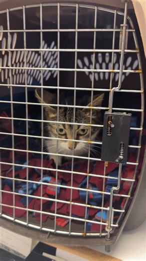 Cindy Lou’s story is all too common, but every life is worth the fight 💛 Cindy Lou was found by a couple who were out trying to trap and care for a stray dog. That day, they never found the dog—but Cindy Lou found them. Limping over and crying for help, she made it clear she was badly hurt and desperately needed assistance. X-rays at our TimberTrails clinic confirmed our fears: her back leg was severely broken and couldn’t be saved. To ease her pain and prevent further suffering, Cindy Lou was 