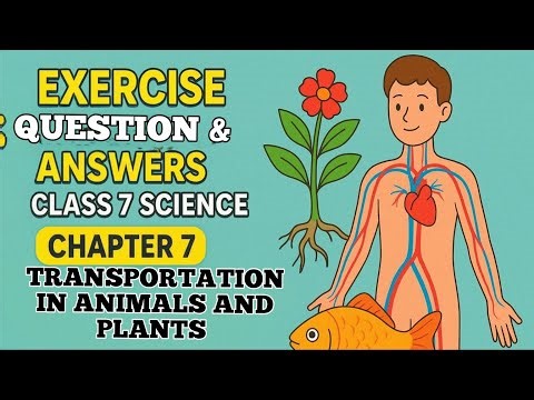 Exercise Question and answers in Class 7 Science chapter 7 Transportation in animals and plants