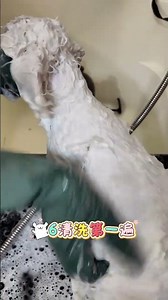 25 Secs to Master Pet Grooming: Hug & Wash Your Pet Like a Pro