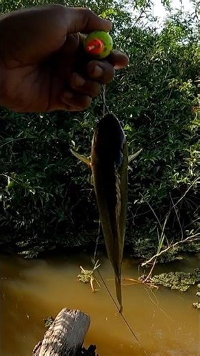the betok fish is as big as the palm of your hand