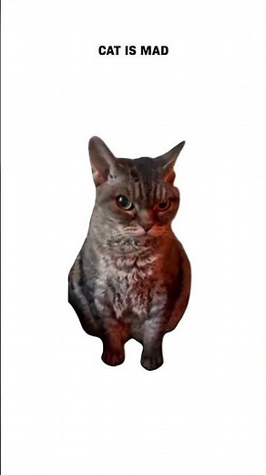 MAD CATZ R.A.T. Mouse Explained by Cats