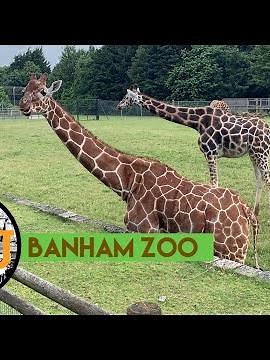 The Animals of Banham Zoo