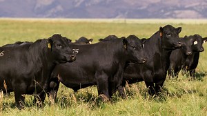 Our goal at Sitz Angus Ranch is to continually produce cattle that are relevant in every aspect of the industry. After 50 years of bull sales, we strive to truly know the needs of our customers and believe our strong return customer base is evidence of that. We hope you'll join us Wednesday, March 10, 2021 in Dillon, MT where we'll be selling 300 Angus bulls and 240 replacement heifers. If you can’t make it, options to bid by phone or online are available. Visit www.SitzAngus.com for more inform