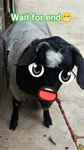 happy new year #trend #viral #explore #shorts #trending #comedyfilms #sekhoapp