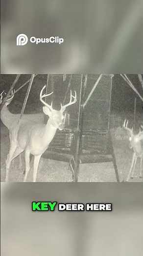 Dwarf Whitetail Deer Unbelievable Buck from Texas! #deerhunting #whitetail #cryptozoology