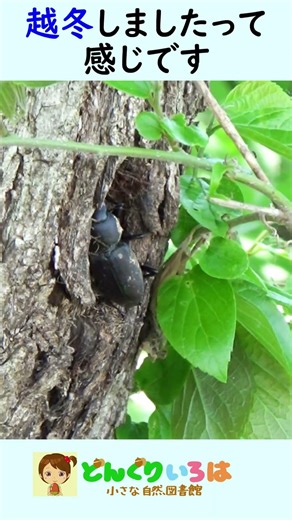 It was on the other side of the tree!! [Stag beetle hunting]