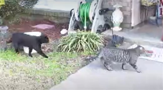 Cats in Columbus: PAWS Humane Society says the stray cat population is under control