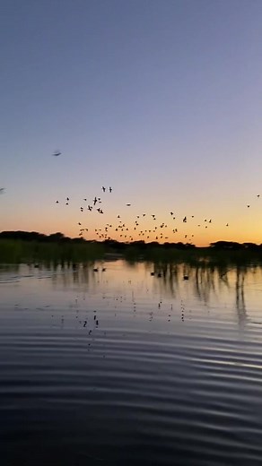 Come get in on the action! 💥 #waterfowl #waterfowlhunt #duckhunting #fyp #waterfowleroftiktok #texashunting #waterfowlhunting #duckhunt #duckseason