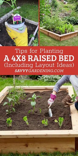 4x8 Raised Bed Vegetable Garden Layout Ideas: What to Sow & Grow credit:@Savvy Gardening | Gardening Tips & Ideas for Beginners to Experts | Latifah