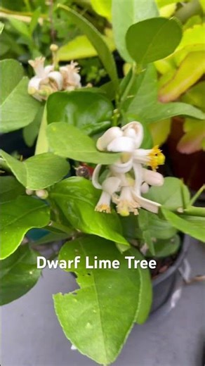 Dwarf Lemon Tree #garden #lime #fruit