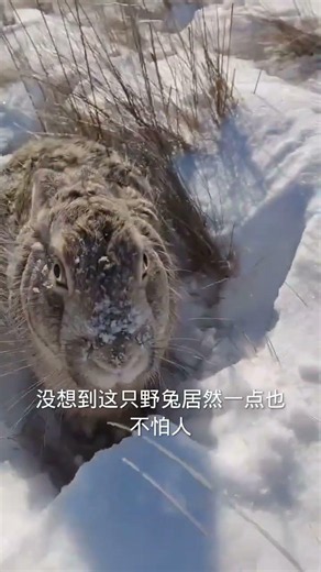 Man encounters a fearless wild rabbit in the snow, watches it with curiosity, and decides to leav...