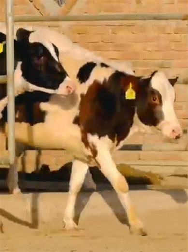 Key Insights on Pregnant Heifers at Mehdi Dairy Farm