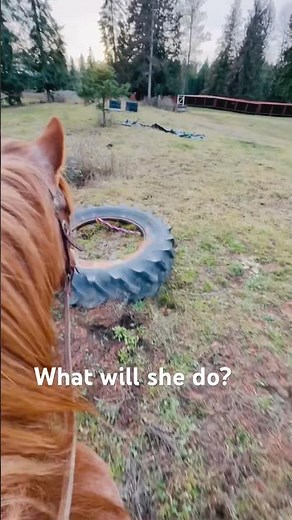 Obstacle training on horseback. #horse #horsebackriding #trailriding #quarterhorse