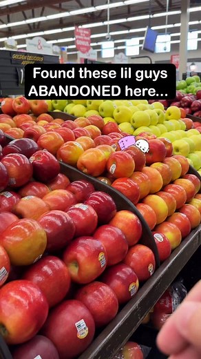 Average day at the grocery store - - - - #animation #cat #cute #wholesome | Maddiedanceparty