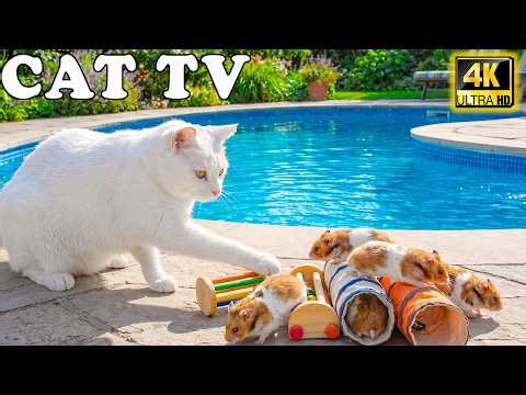 🔴 Cat TV Live 24/7 📺 Real Mice Hide, Peek & Run | Fun Interactive Video for Cats