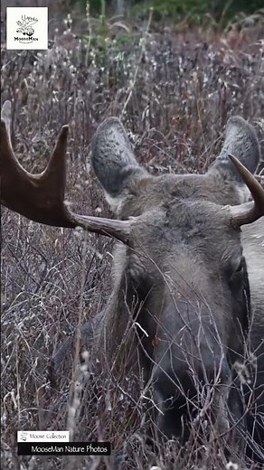 Moose Chilling in a Field Relaxing Nature Vibes #wildlife #moose #alaska