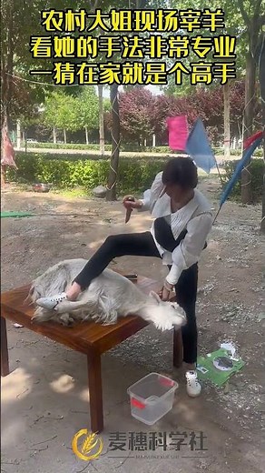 Beautiful girl slaughtering slaughter