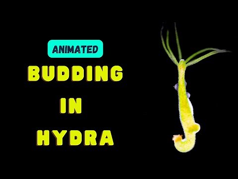 Budding in Hydra || Asexual method of reproduction || Animated video - Easy explanation