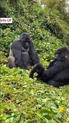 Silverback Gorilla: Gorilla chest beating sound #silverbackgorillas #gorillas #animals #wildlife