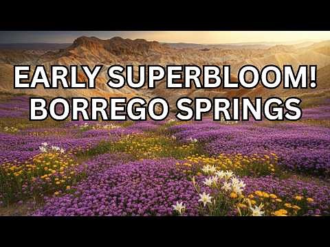 I Found a Purple Paradise in the Desert! 🌸 Anza-Borrego Wildflowers & Badlands
