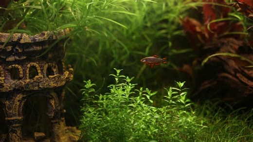 The adventure begins! 🌿🐠 Unbox your Biome freshwater tank with us and discover everything you need to start your underwater paradise. Check every component and get ready for an exciting setup journey! https://tropicalmarinecentre.com/freshwater/product-categories/aquariums/biome #BiomeAquarium #FreshwaterTank #UnboxingAdventure | Tropical Marine Centre