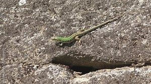 Italian wall lizard (Podarcis siculus) splendid green male climbs on stone