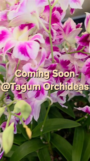 Coming Soon....Coming Soon....Soon...Soon Tagum Orchideas Plants & Flower Shop TAGUM ORCHID LINK #highlightseveryone #tagumorchideas #ThailandOrchids #splashdendrobium #authenticsplashdendrobium #ThailandOrchids #ThailandDendrobium #tagumorchids #TagumCity #davaoorchids | Tagum Orchideas Plants & Flower Shop