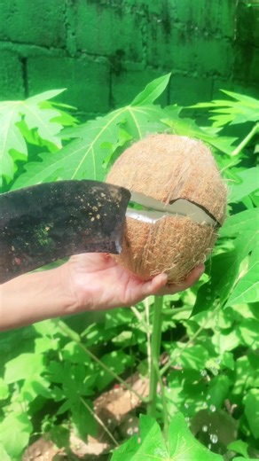 Coconut ASMR Sound #asmr #foryou #viral #viralvideo #asmrsounds