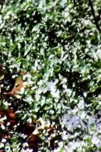 Leaves (1973) - Movie