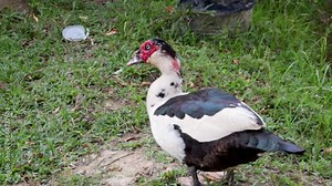 Domestic Muscovy duck with red head, black and white duck feathers, walking around looking for some food at the backyard garden.