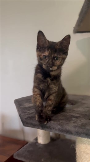 57 reactions · 9 comments | Miss Ada is ready for adoption. She’s...