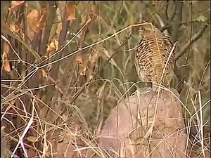Grey Partridge (Perdix perdix)