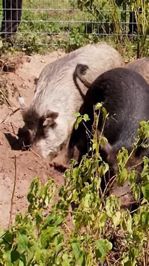 Billy tries to catch the WILDEST feral hogs! | Billy the Exterminator on A&E