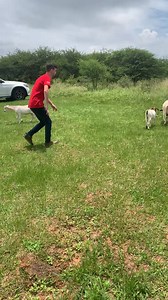 3.9K views · 14 reactions | Cornell University student trying to catch the goat  at the village  #villagelife | Indlondlo Cultural Village | Facebook