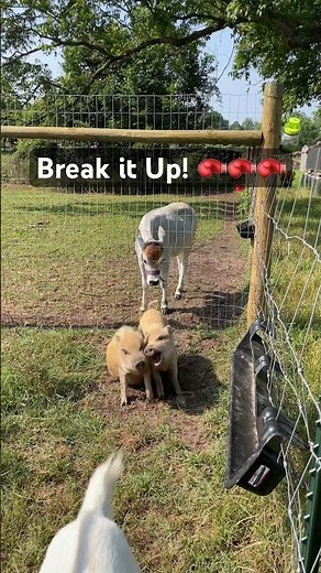 Goat Breaking Up Pig Fight🐐🐖🤣 #farmfriends #animals #cute #goat #farming #funny #pets #piggy #pig